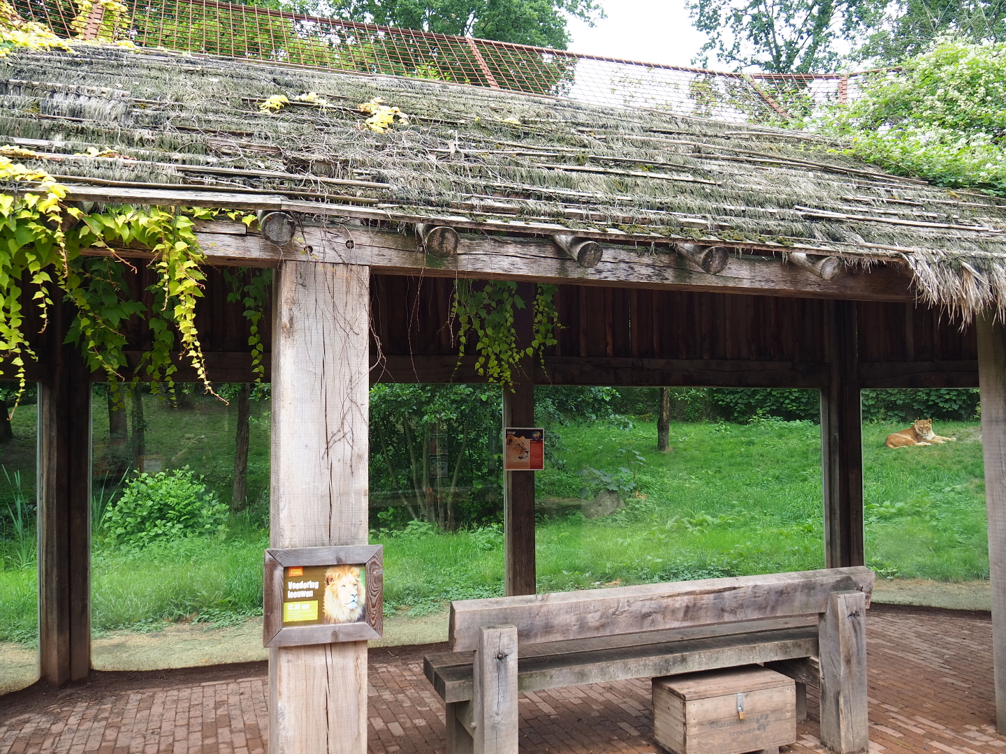 African lion viewing area, 2019-07-21