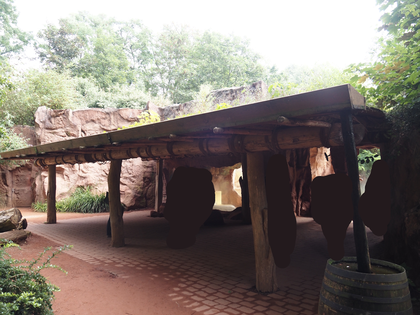 African lion viewing area, 2024-08-05