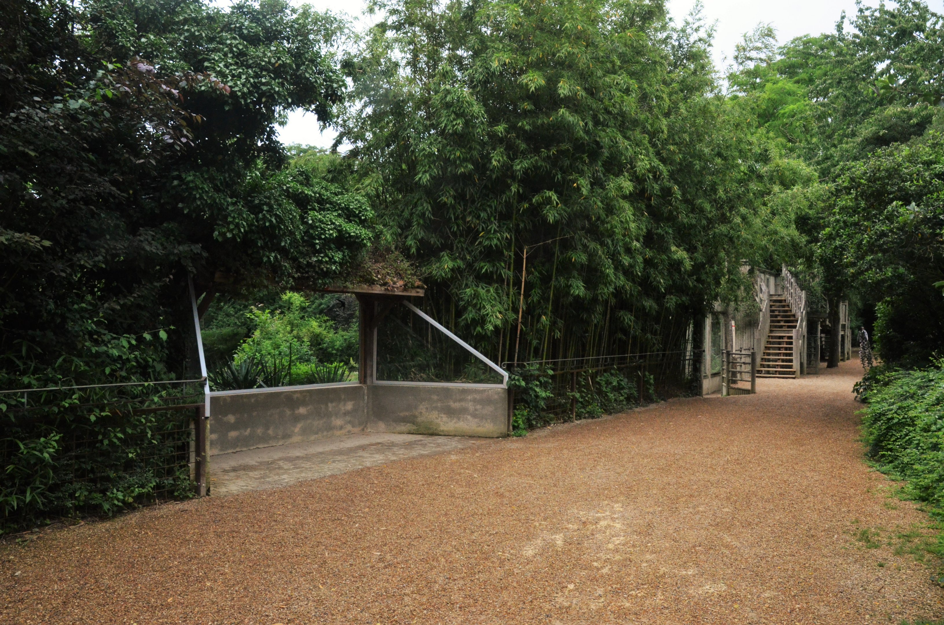 African Lion Viewing at Doué-la-Fontaine, 15/06/18