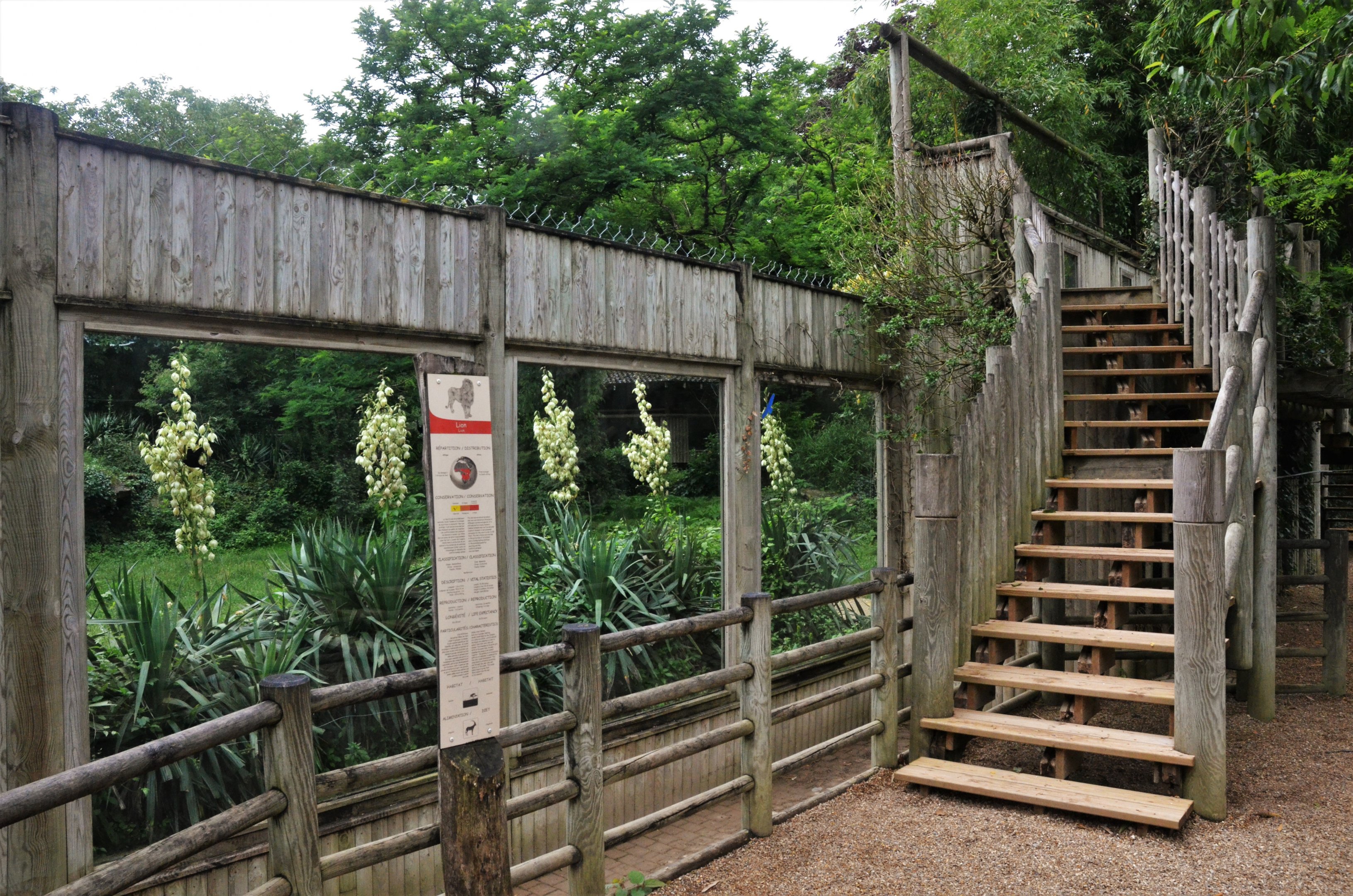 African Lion Viewing at Doué-la-Fontaine, 15/06/18