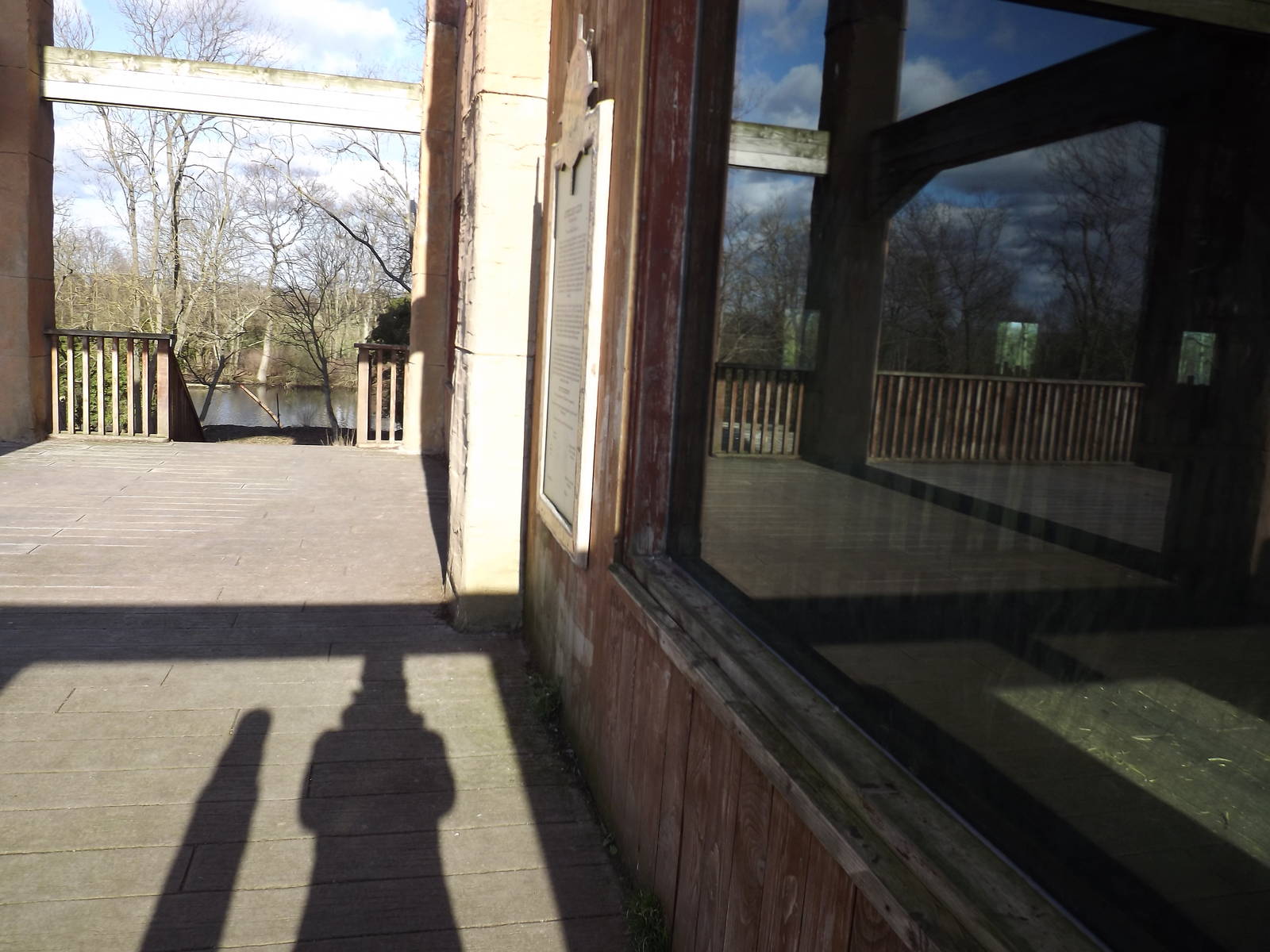 African Lion viewing at Flamingoland 19/02/12