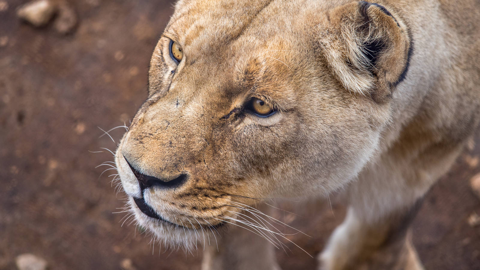 African Lion waits for her enrichment at Monarto