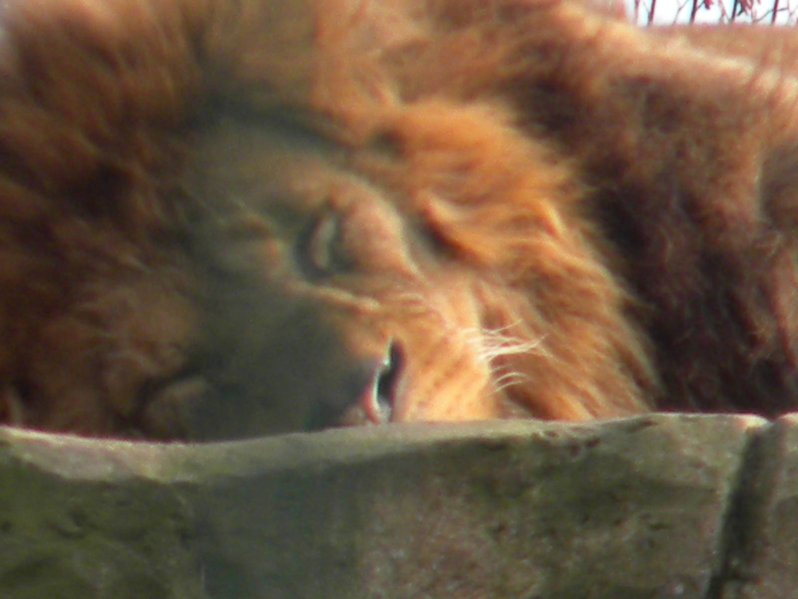 African Lion Wallace at Blackpool Zoo 2011.