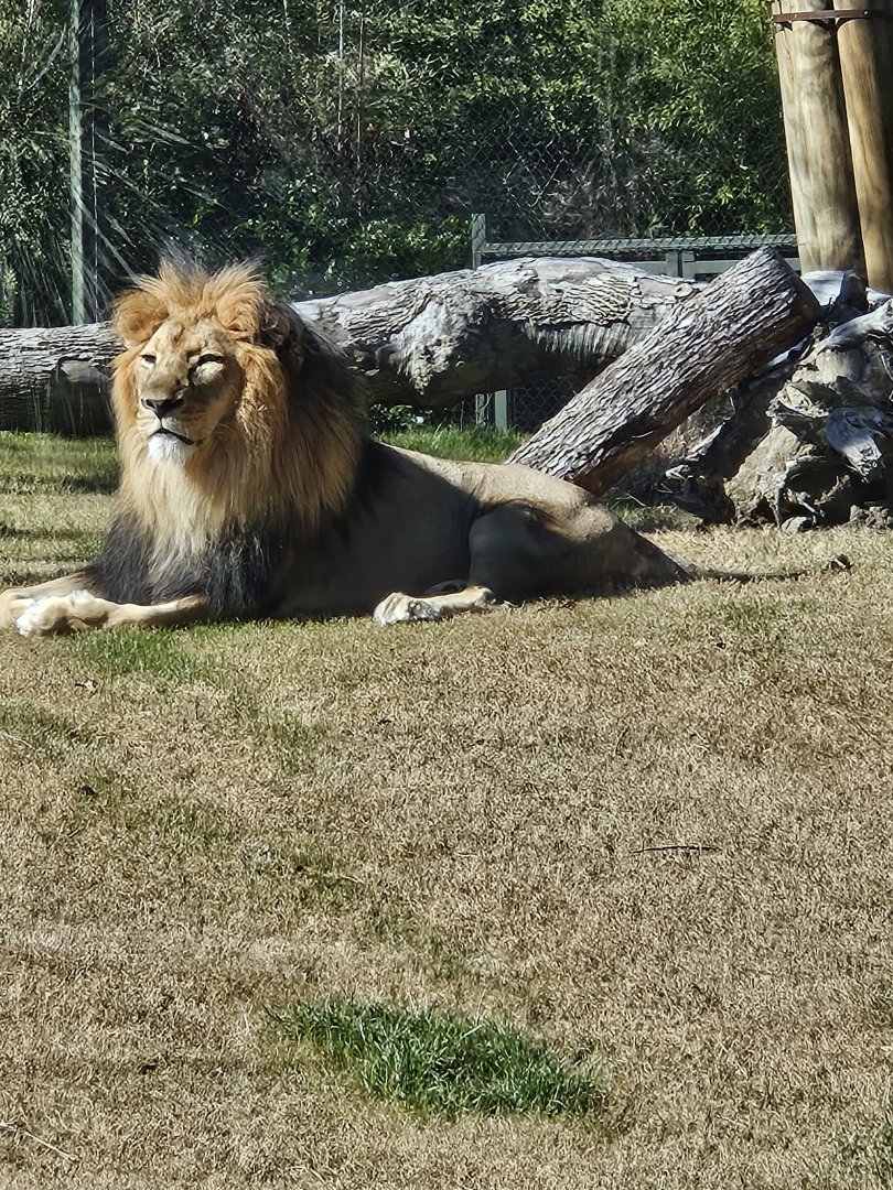 African lion watching us watch him