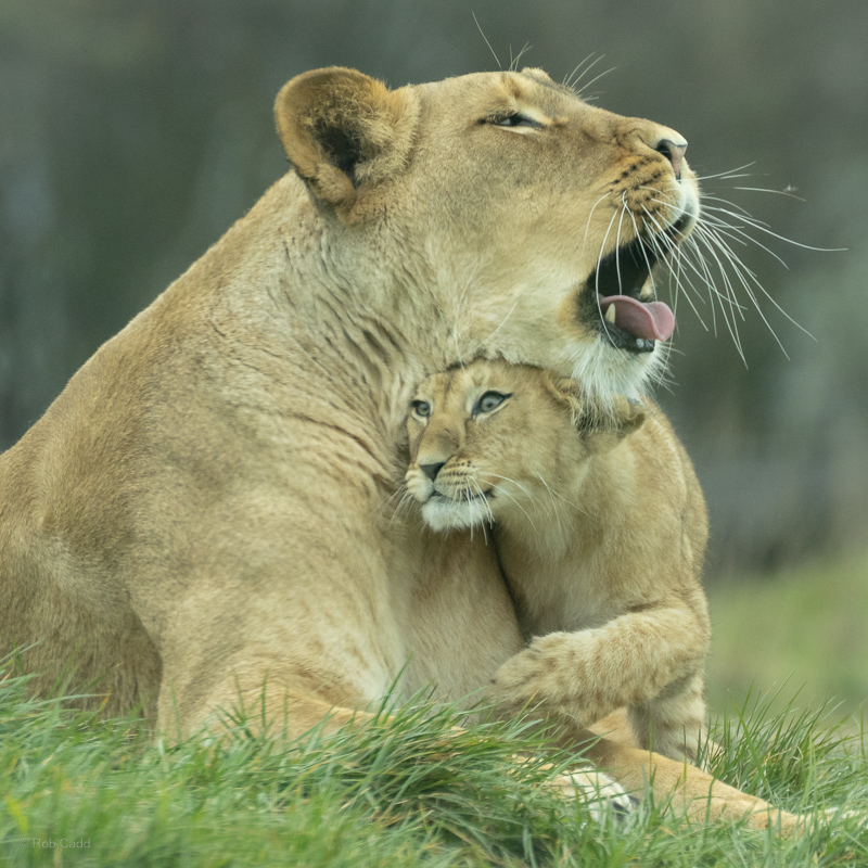 African lion : Whipsnade : 22 Mar 2025