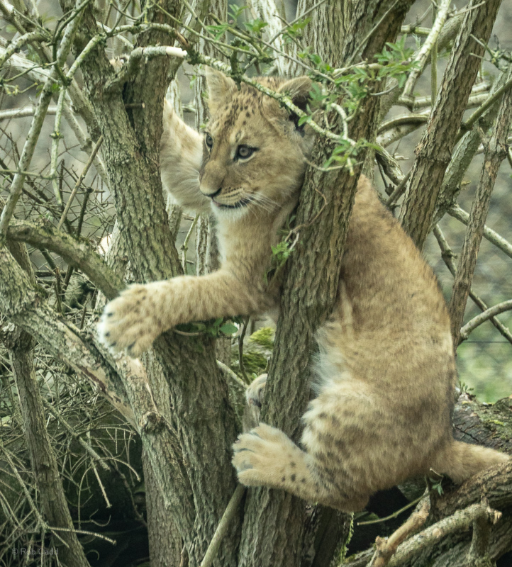 African lion : Whipsnade : 22 Mar 2025