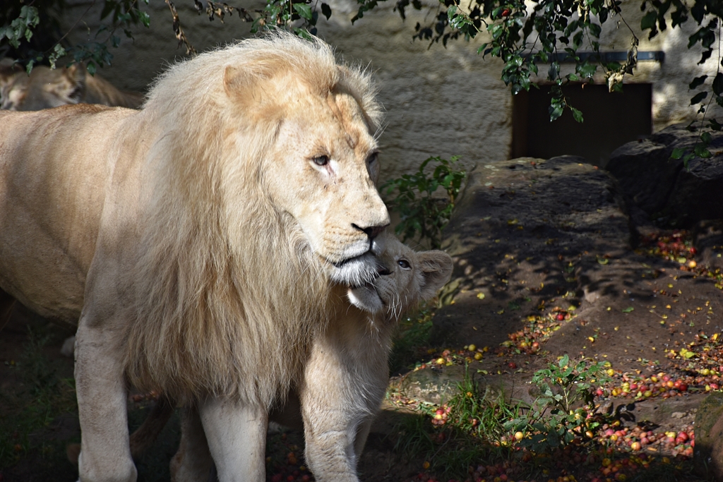 African Lion (White/no Albino)