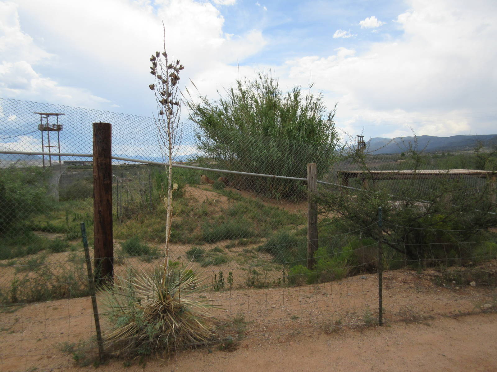African Lion/White Tiger Exhibit