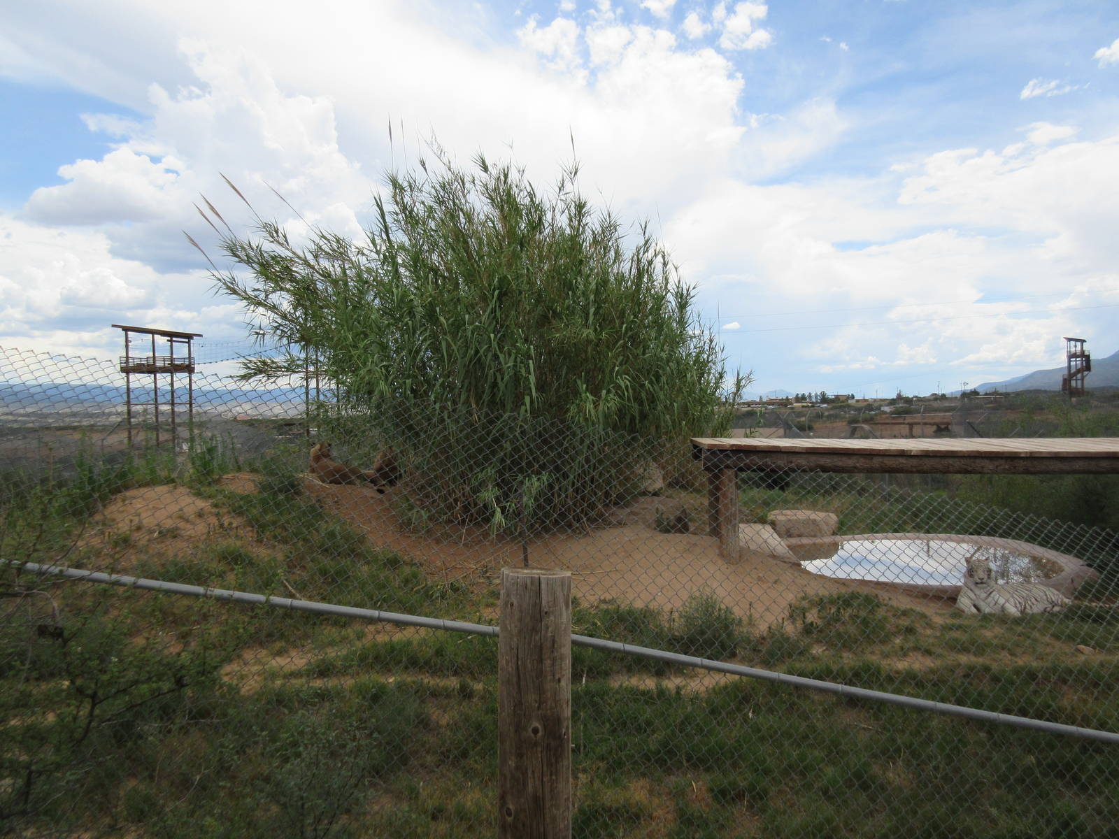African Lion/White Tiger Exhibit