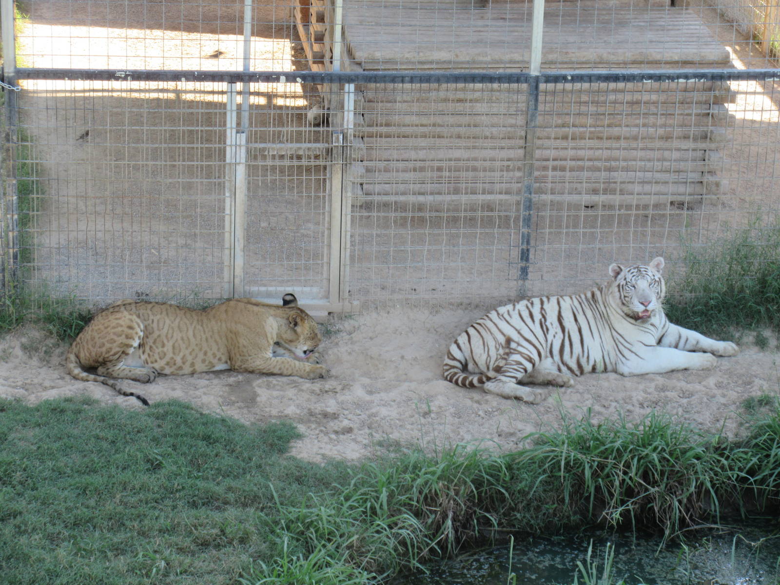 African Lion + White Tiger