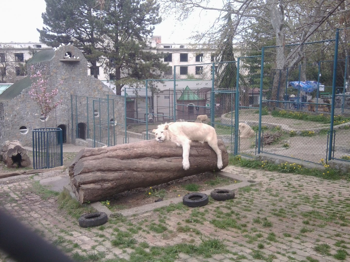 African lion (white)