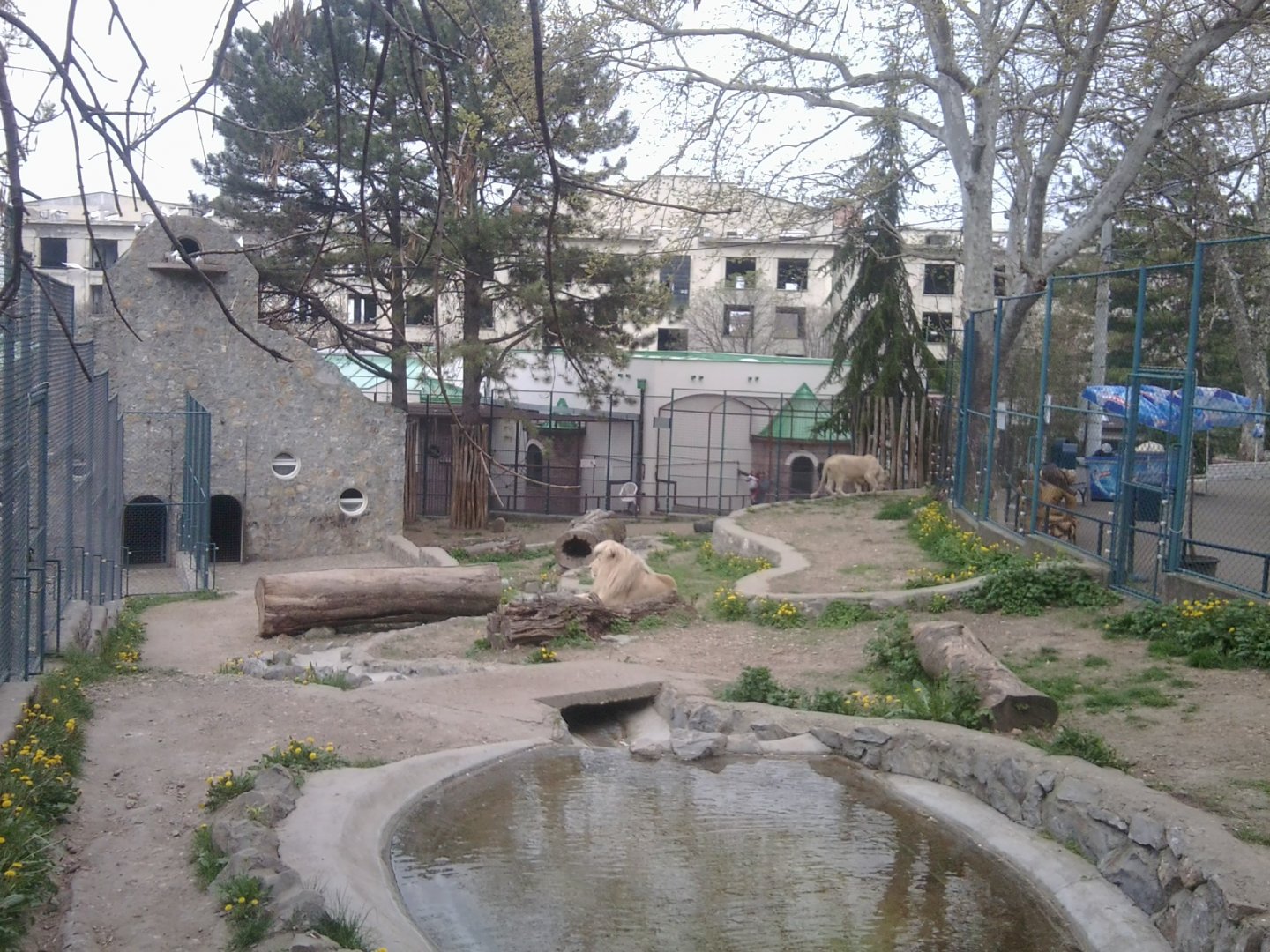 African lion (white)