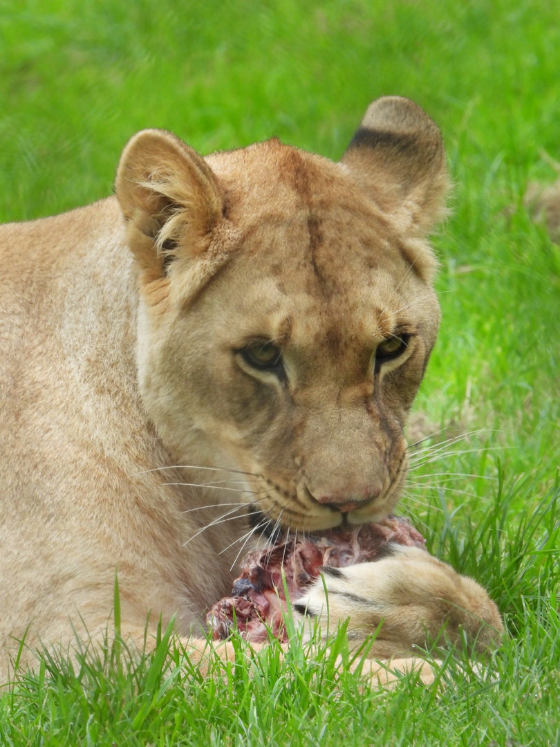 African Lion with lunch- 2nd October 2023