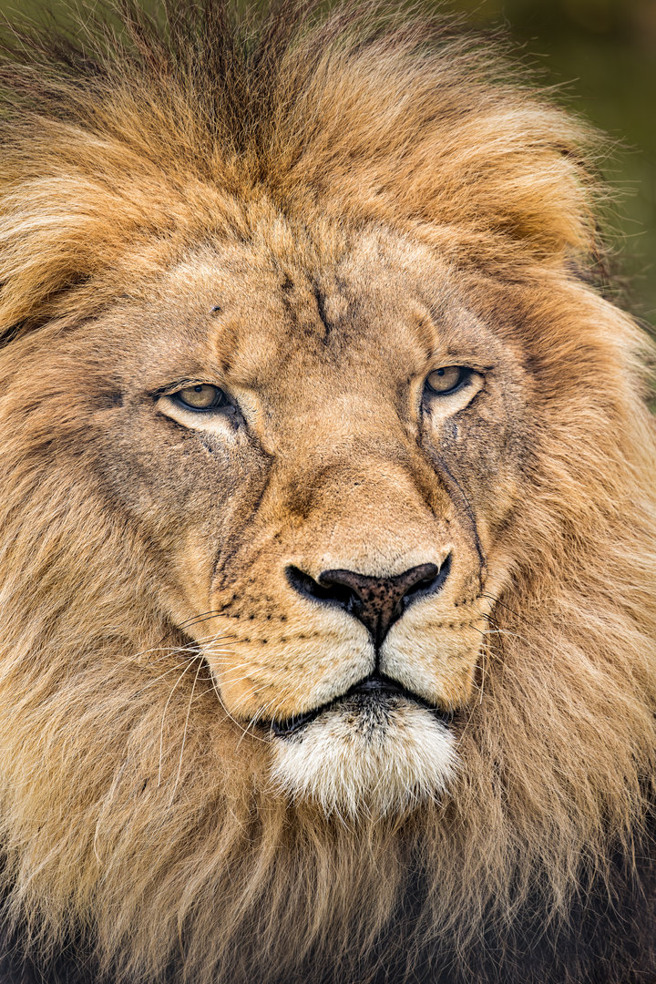 African Lion / Wolds Wildlife Park / 6-10-22