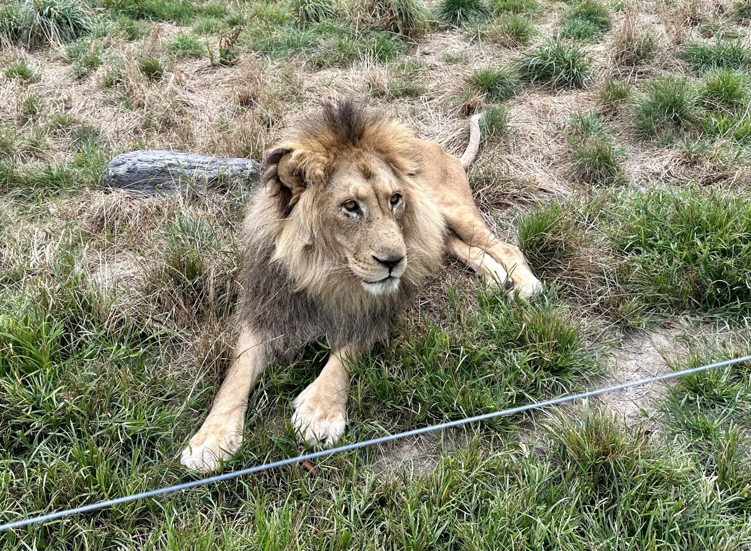 African Lion (Xander)