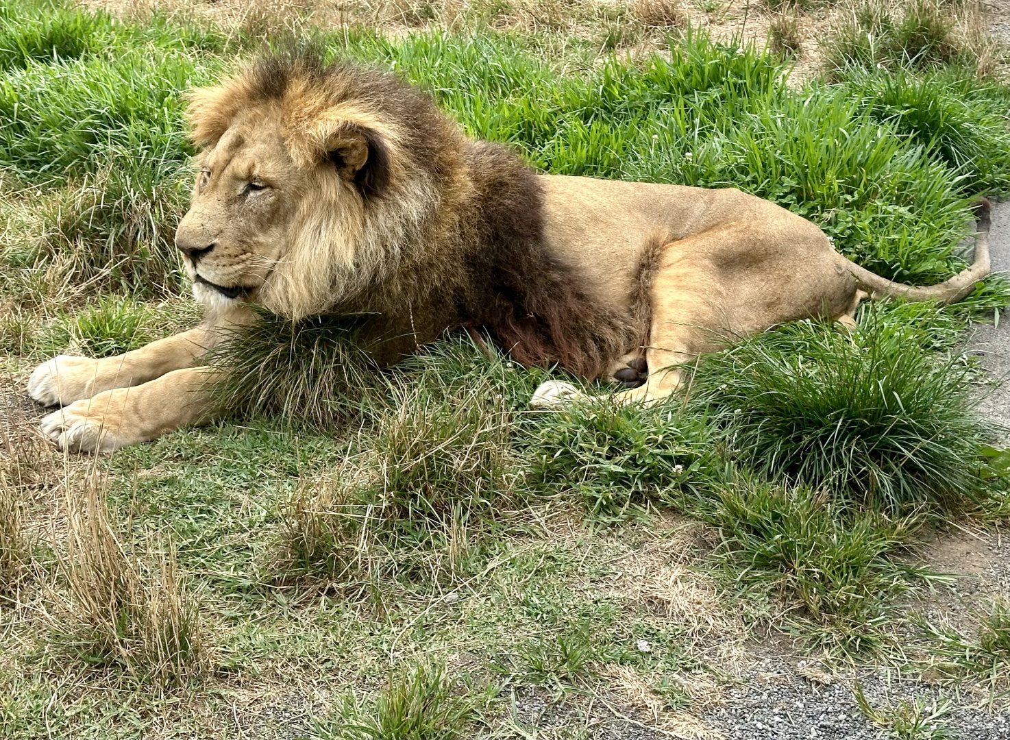 African Lion (Xander)