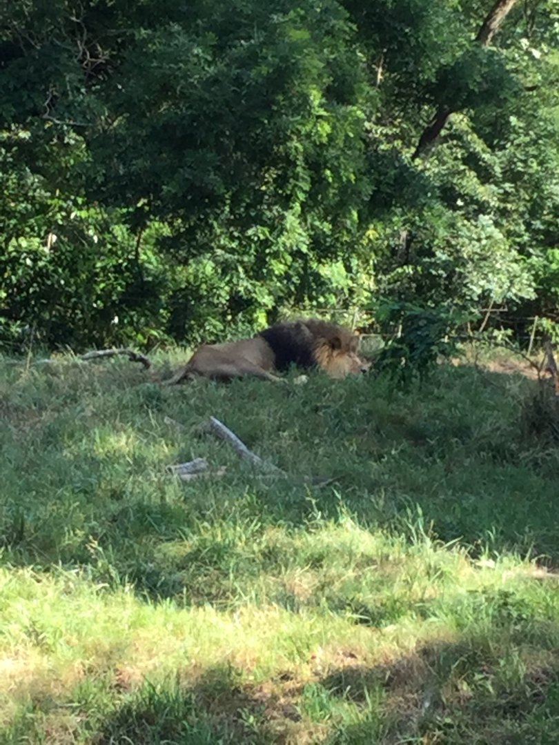 African Lion Xerxes 8/3/19