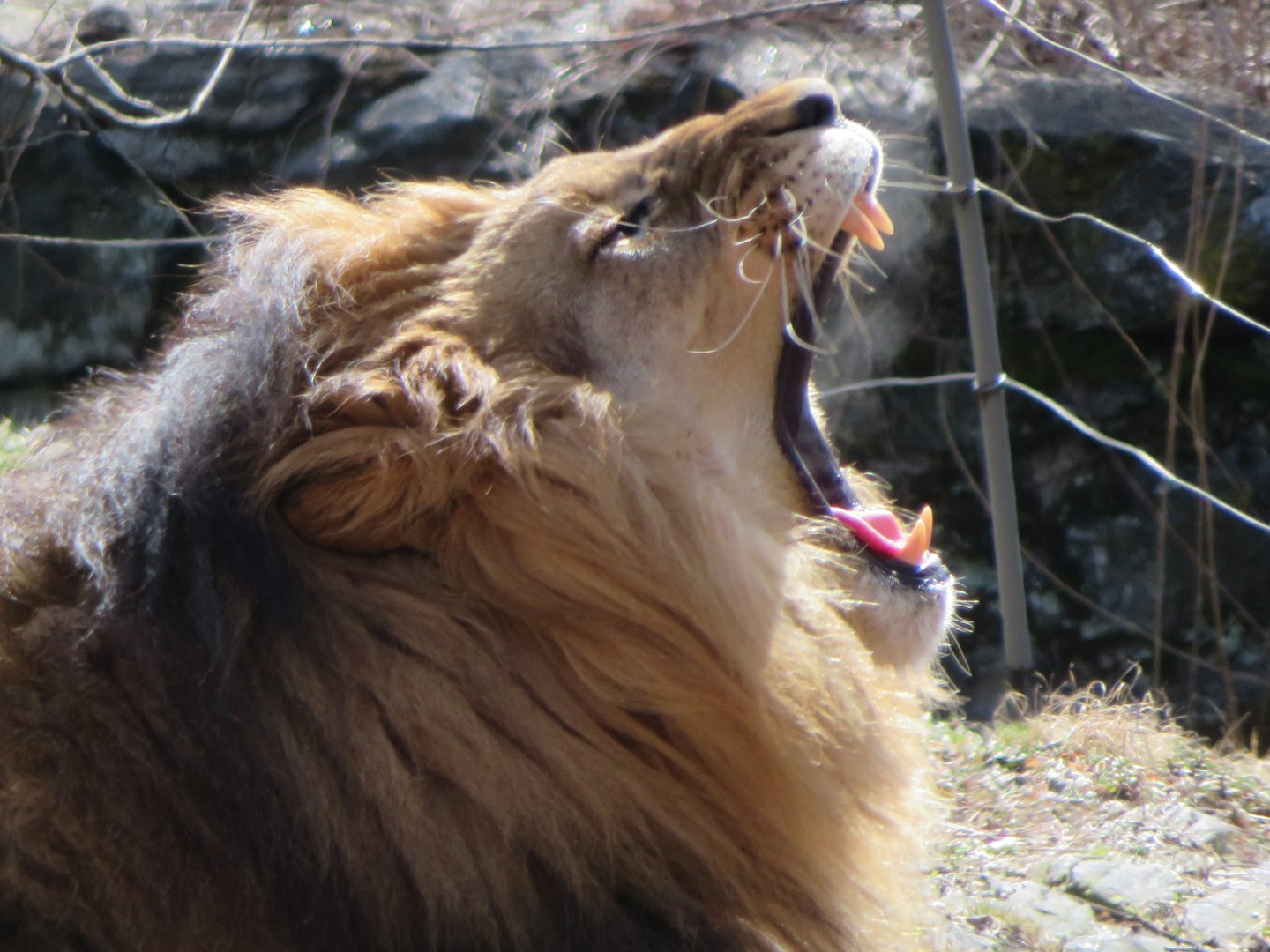 African Lion Yawning (2019)
