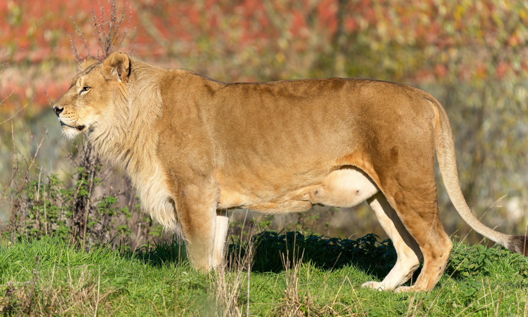 African lion, YWP, UK