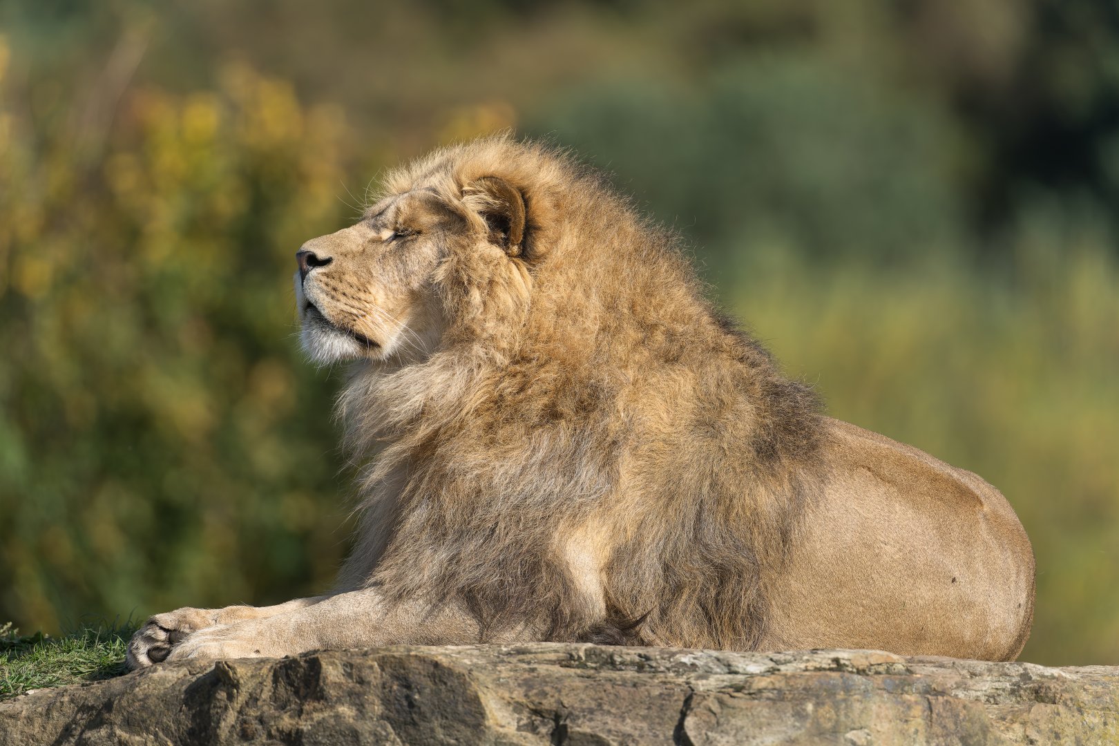 African Lion, YWP, UK