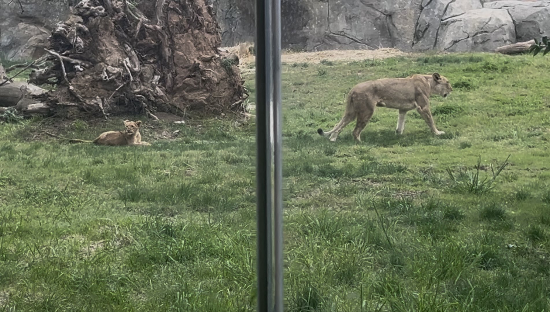 African Lion Zamaya and cub