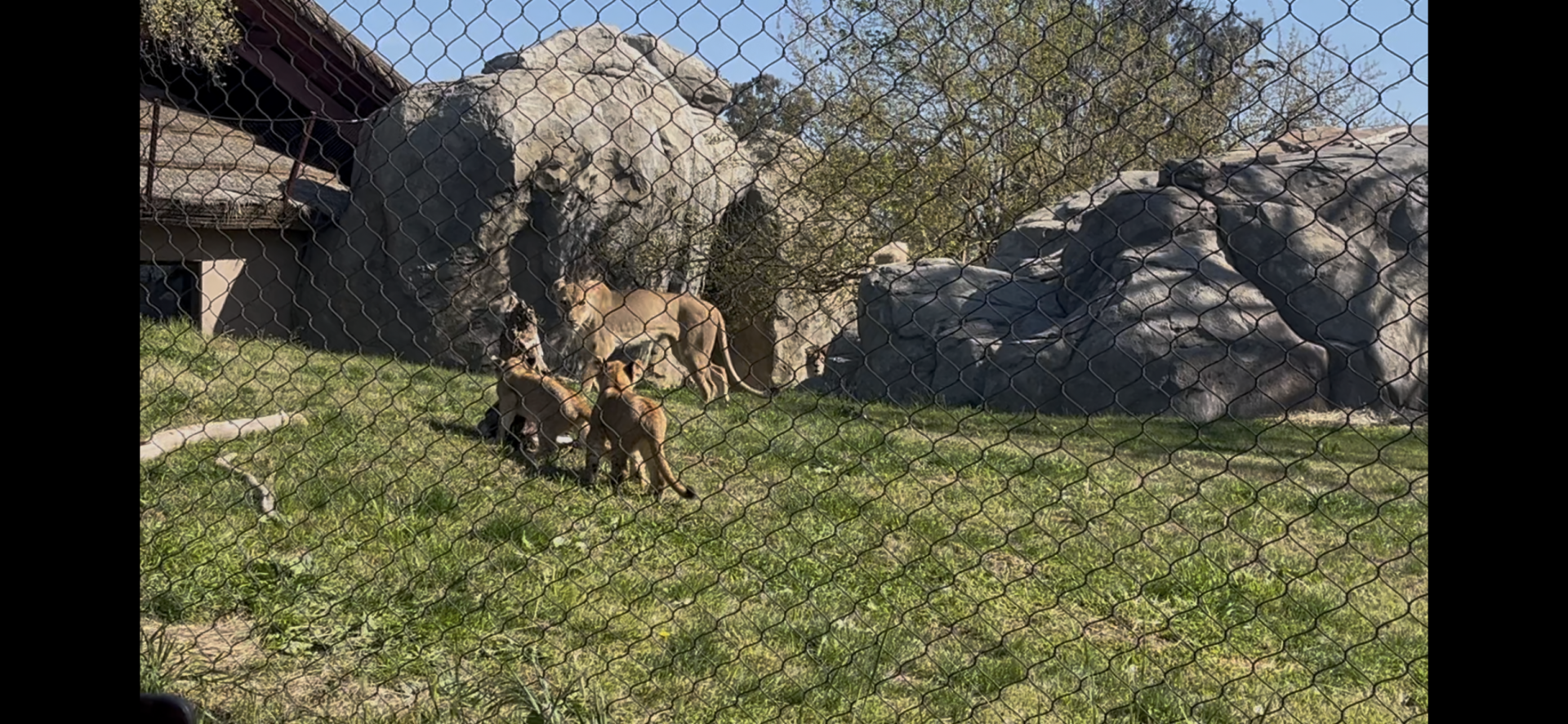 African Lion Zamaya and cubs