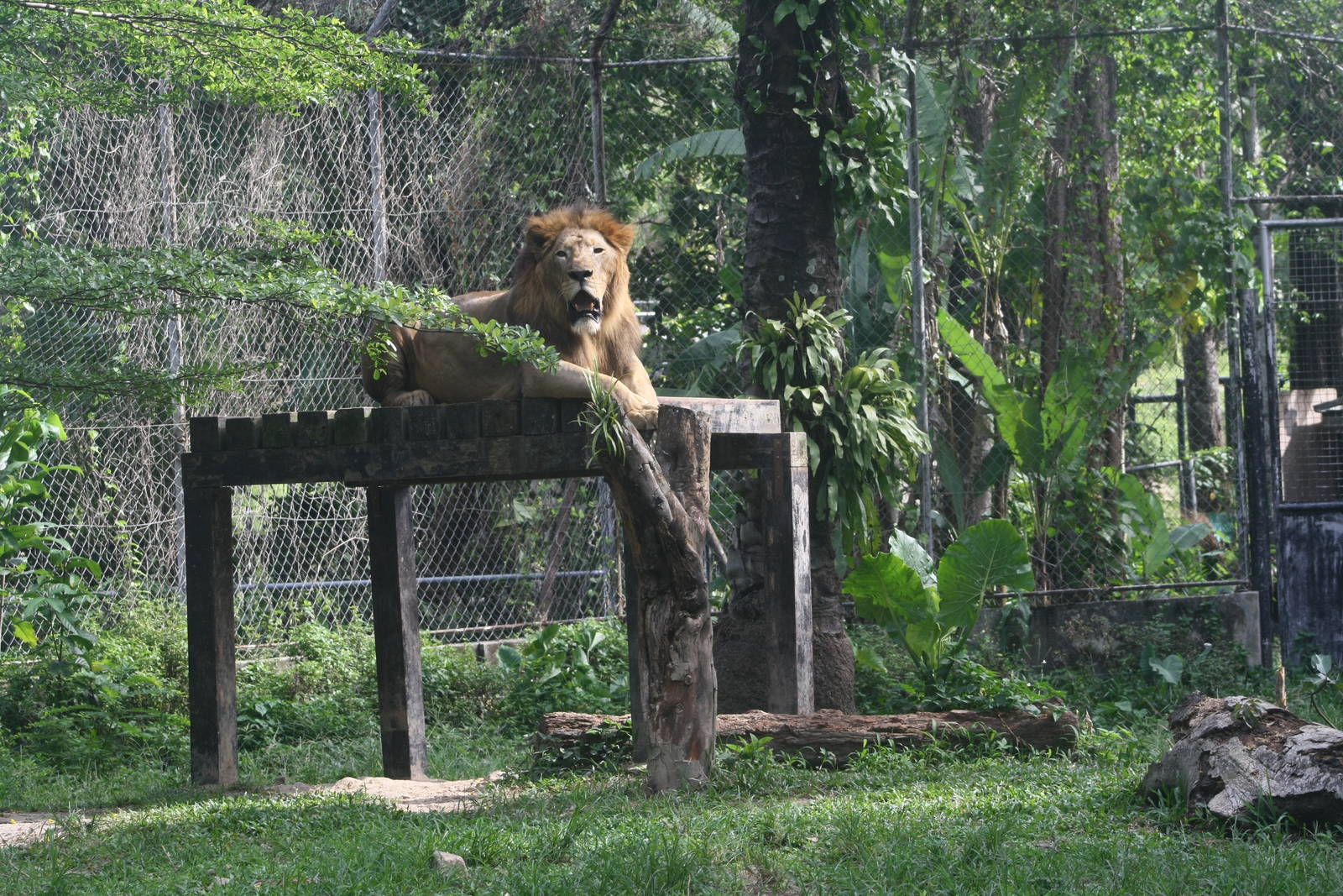 African Lion - Zoo Negara 2015
