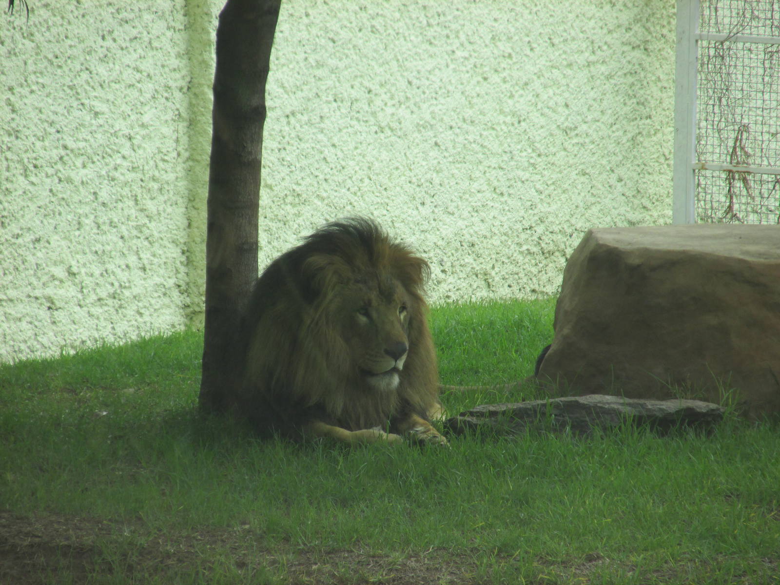 african lion zoologico del altiplano