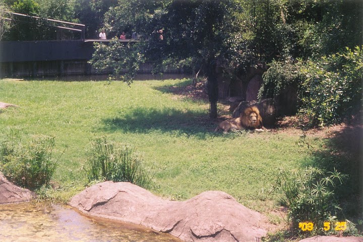 African Lion