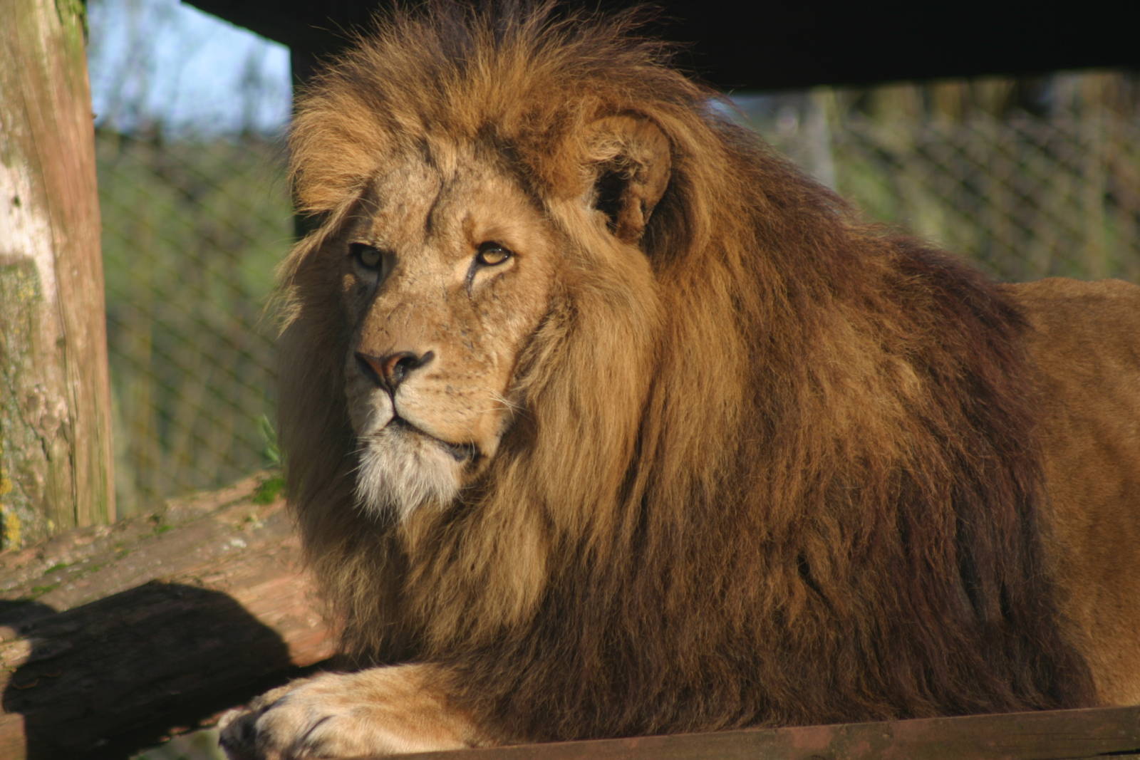 African Lion