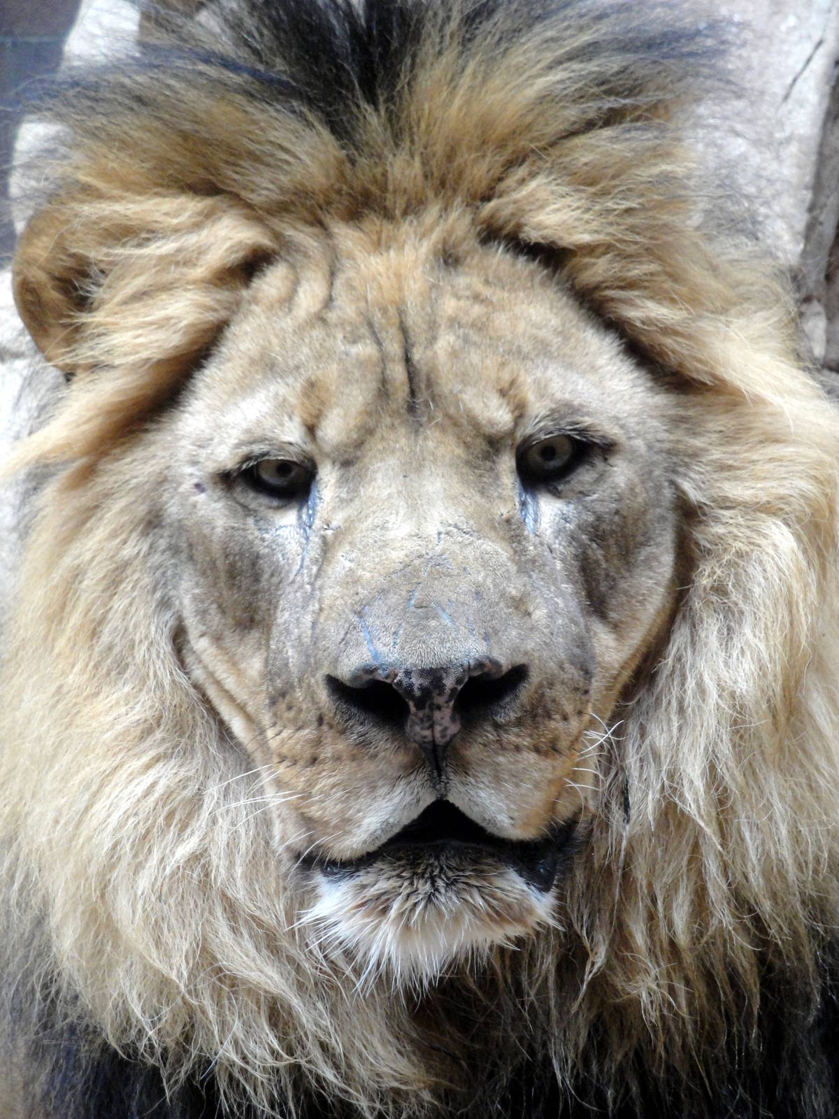 African Lion