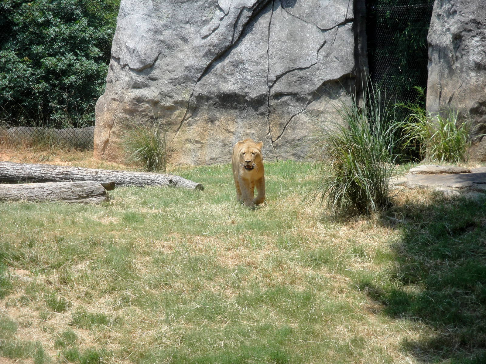 African Lion