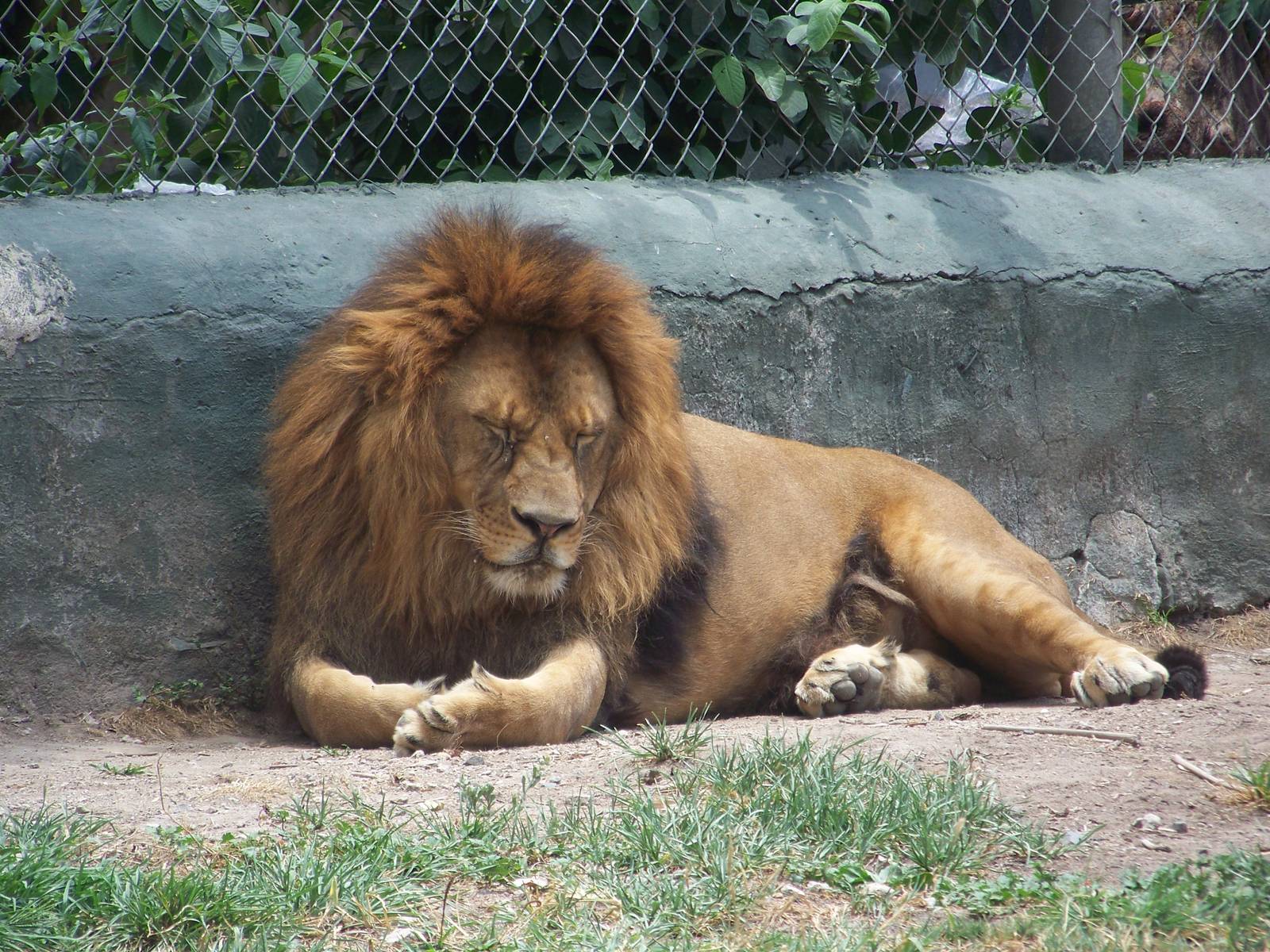 African Lion
