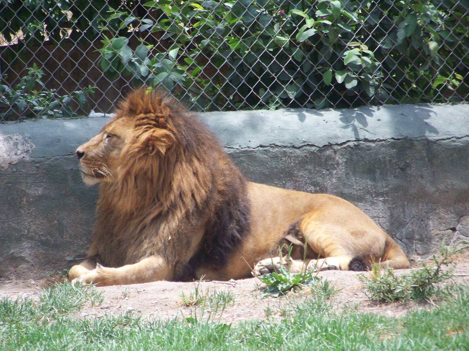 African Lion