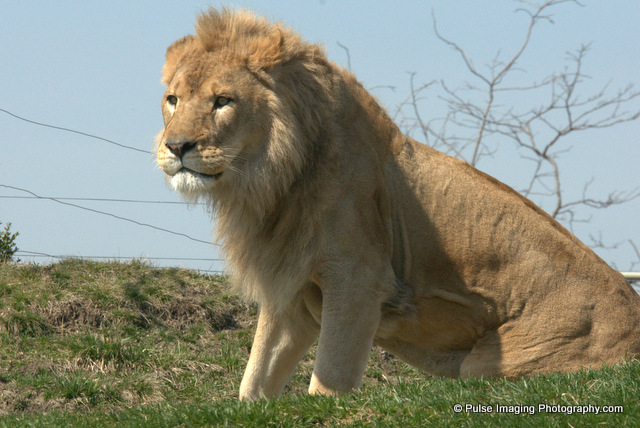 African lion