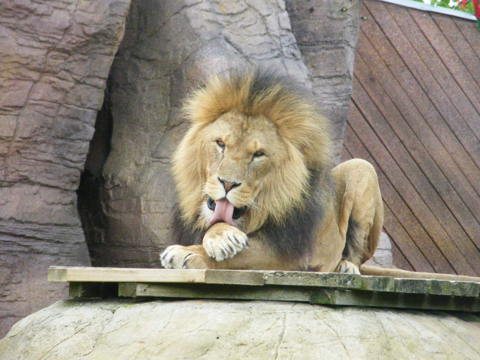 African Lion