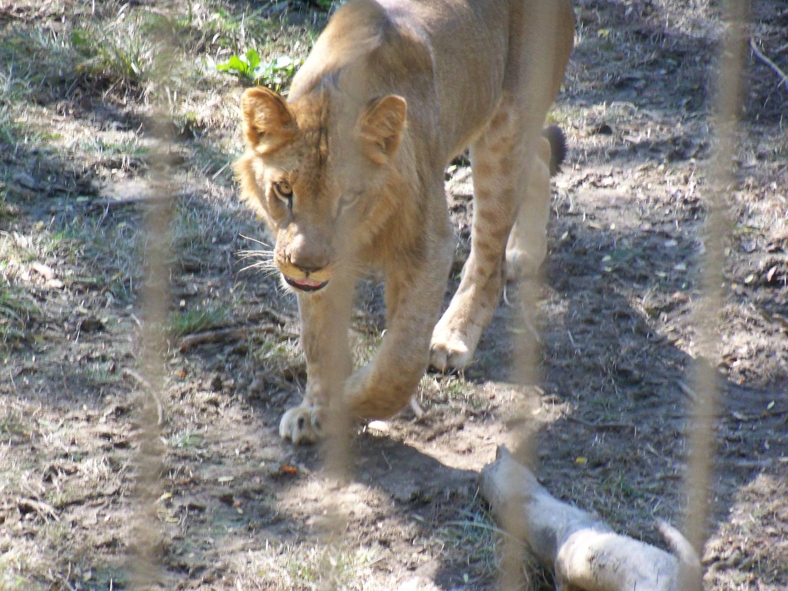 African Lion