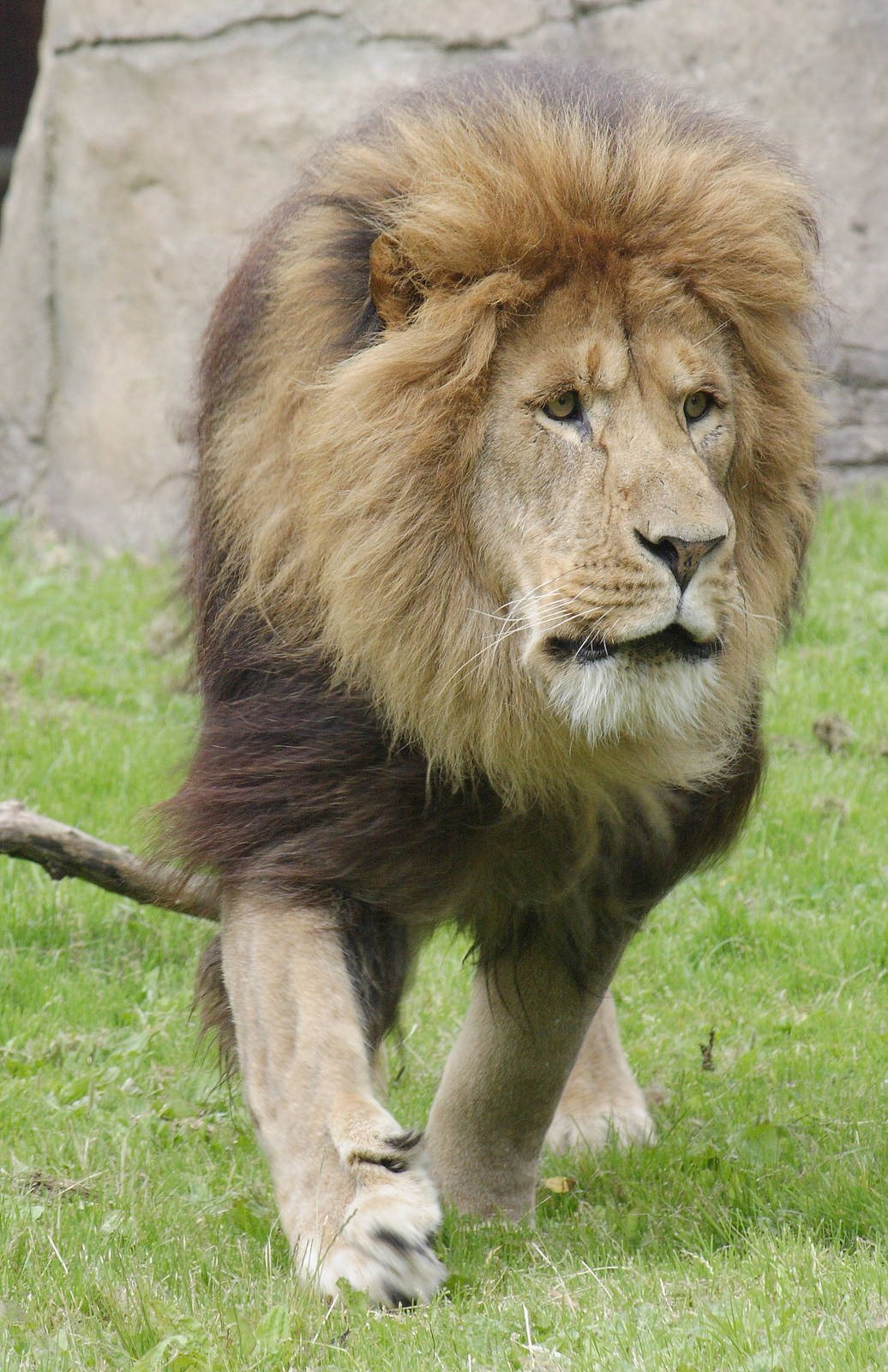 African lion