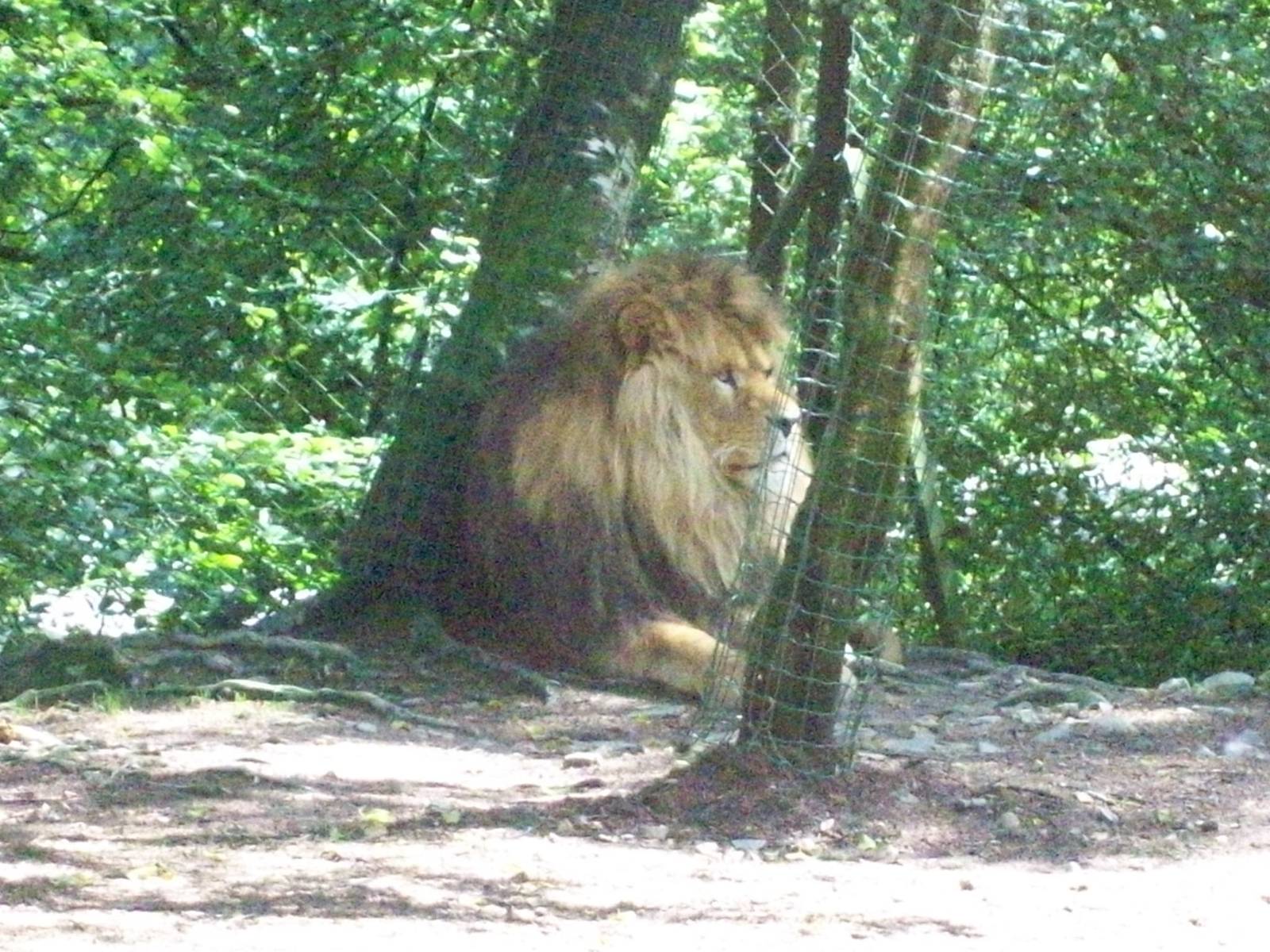 african lion