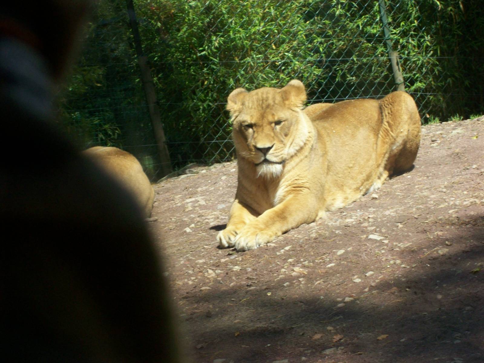 african lion