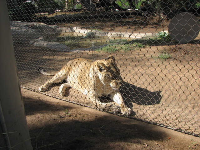African Lion
