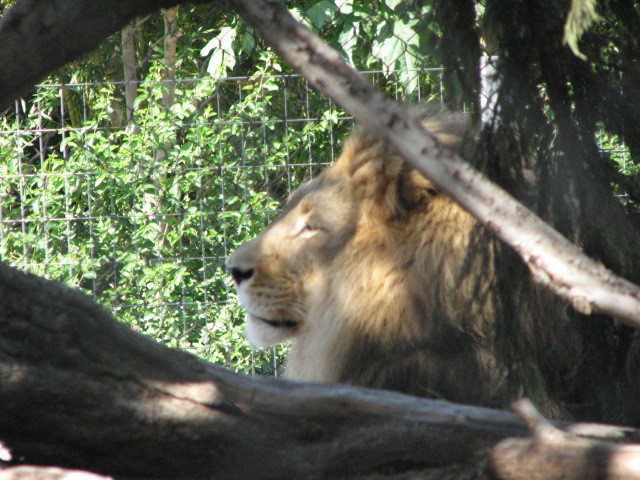 African Lion
