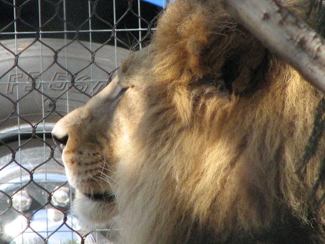 African Lion
