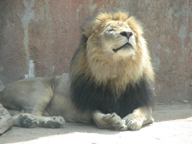African lion