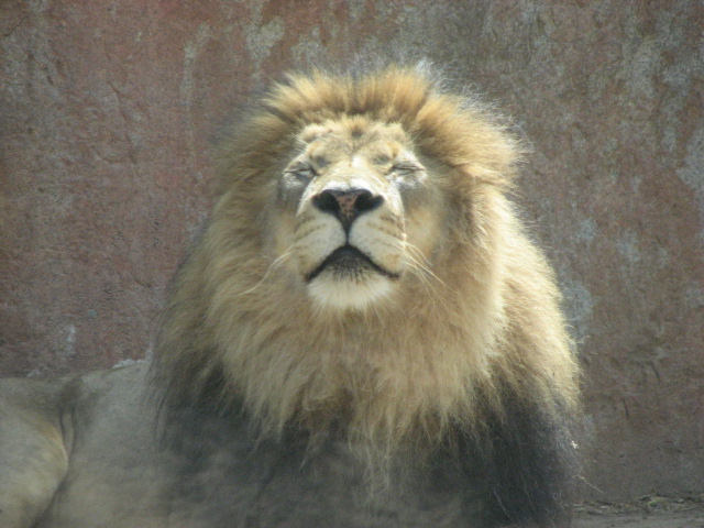 African lion