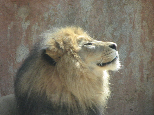 African lion