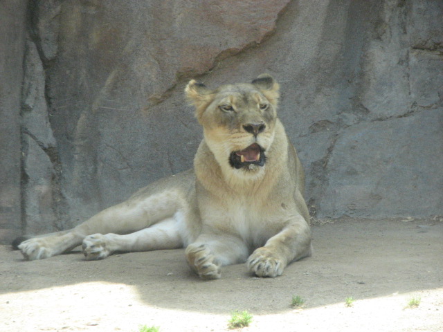 African lion