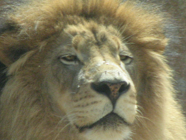 African lion