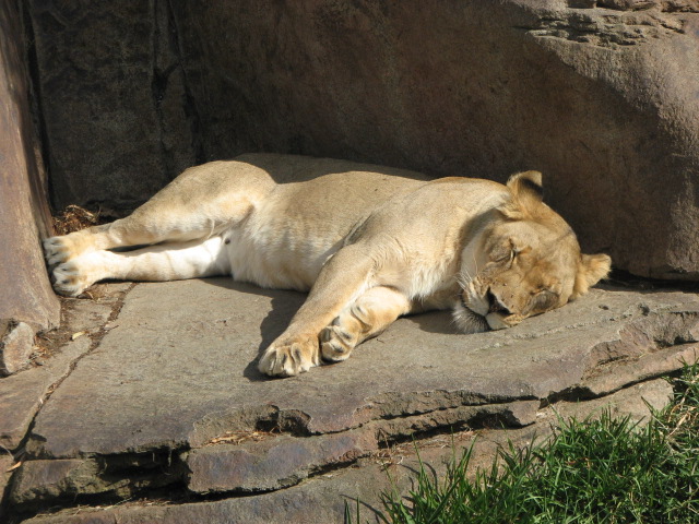 African lion