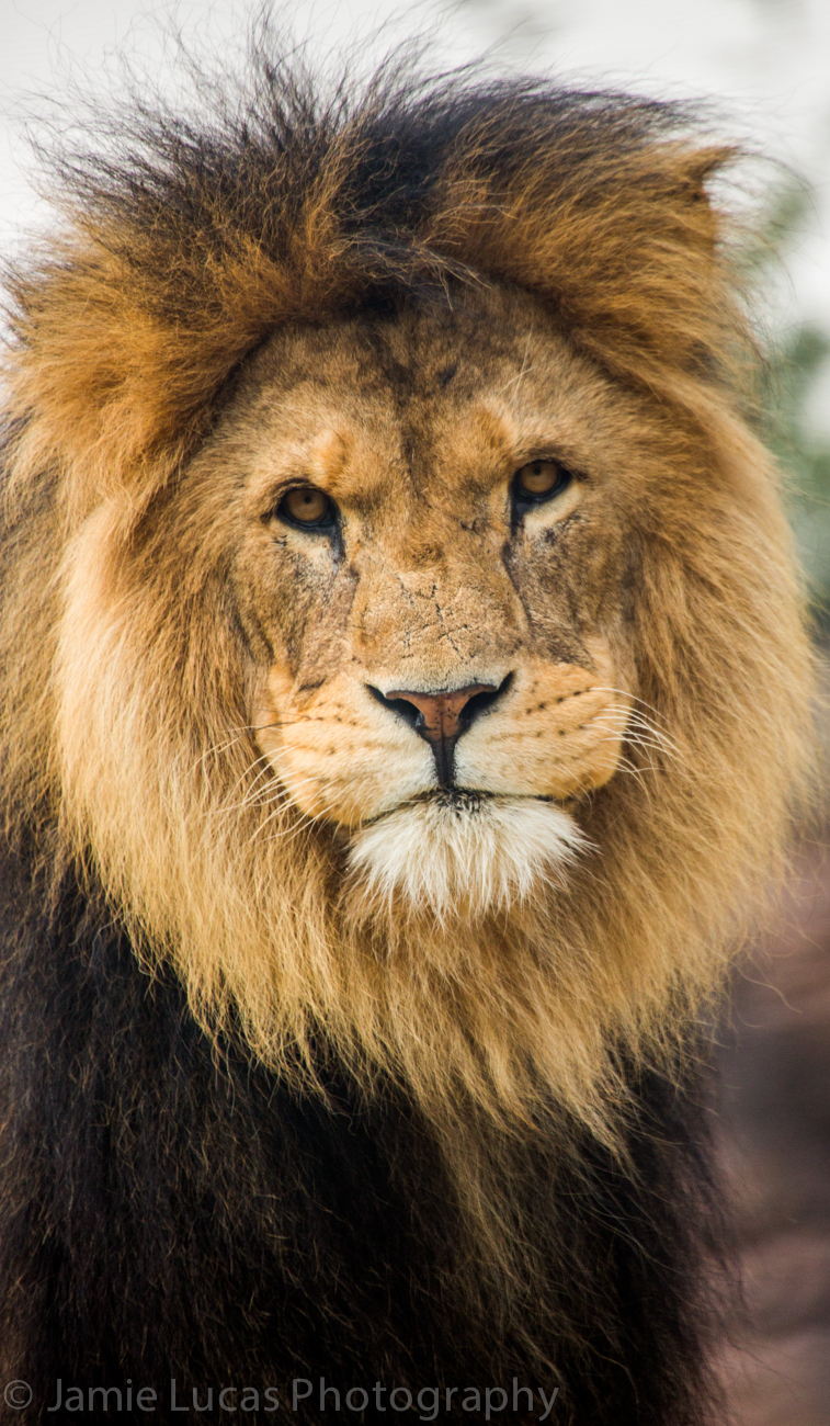 African Lion